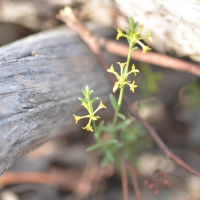 Pimelea curviflora (Curved Rice-flower) at Wamboin, NSW - 8 Dec 2018 by natureguy