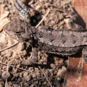 Rankinia diemensis at Cotter River, ACT - 20 Feb 2019 02:30 PM