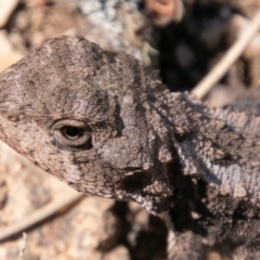 Rankinia diemensis at Cotter River, ACT - 20 Feb 2019 02:30 PM
