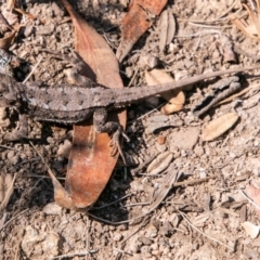 Rankinia diemensis at Cotter River, ACT - 20 Feb 2019 02:30 PM