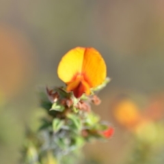 Pultenaea procumbens (Bush Pea) at Wamboin, NSW - 8 Dec 2018 by natureguy