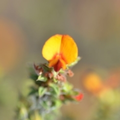 Pultenaea procumbens (Bush Pea) at Wamboin, NSW - 7 Dec 2018 by natureguy