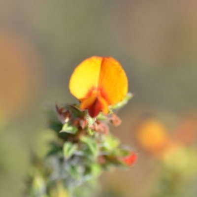 Pultenaea procumbens (Bush Pea) at Wamboin, NSW - 8 Dec 2018 by natureguy