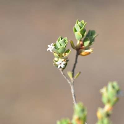 Brachyloma daphnoides (Daphne Heath) at Wamboin, NSW - 8 Dec 2018 by natureguy