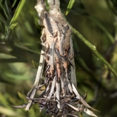 Psychidae (family) IMMATURE (Unidentified case moth or bagworm) at Higgins, ACT - 23 Feb 2019 by AlisonMilton