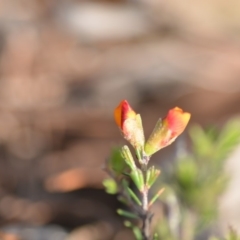 Dillwynia sericea (Egg And Bacon Peas) at Wamboin, NSW - 8 Dec 2018 by natureguy