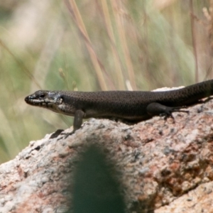 Egernia saxatilis at Cotter River, ACT - 20 Feb 2019 12:54 PM