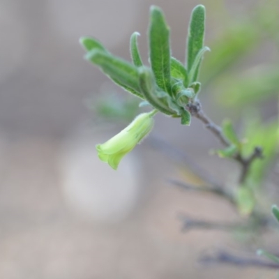 Billardiera scandens (Hairy Apple Berry) at Wamboin, NSW - 8 Dec 2018 by natureguy