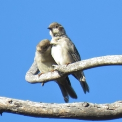 Melithreptus brevirostris at Carwoola, NSW - 23 Feb 2019