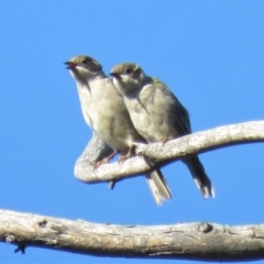 Melithreptus brevirostris at Carwoola, NSW - 23 Feb 2019