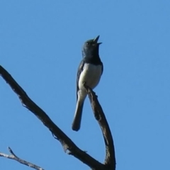 Myiagra rubecula (Leaden Flycatcher) at Stony Creek Nature Reserve - 22 Feb 2019 by KumikoCallaway