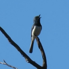 Myiagra rubecula (Leaden Flycatcher) at Carwoola, NSW - 22 Feb 2019 by KumikoCallaway