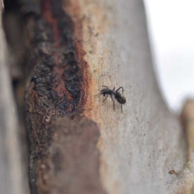 Myrmarachne sp. (genus) (Unidentified Ant-mimic jumping spider) at Wamboin, NSW - 8 Dec 2018 by natureguy