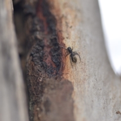 Myrmarachne sp. (genus) at Wamboin, NSW - 8 Dec 2018