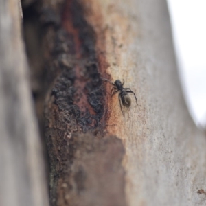 Myrmarachne sp. (genus) at Wamboin, NSW - 8 Dec 2018