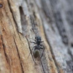 Myrmarachne sp. (genus) at Wamboin, NSW - 8 Dec 2018