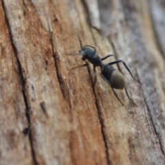 Myrmarachne sp. (genus) at Wamboin, NSW - 8 Dec 2018