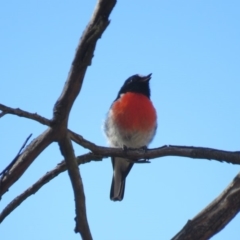 Petroica boodang (Scarlet Robin) at Stony Creek Nature Reserve - 23 Feb 2019 by KumikoCallaway