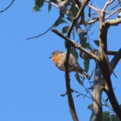 Petroica boodang at Carwoola, NSW - 23 Feb 2019 09:47 AM