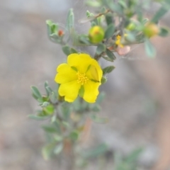 Hibbertia obtusifolia (Grey Guinea-flower) at Wamboin, NSW - 8 Dec 2018 by natureguy