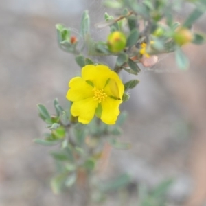 Hibbertia obtusifolia at Wamboin, NSW - 8 Dec 2018 07:10 PM