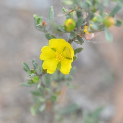 Hibbertia obtusifolia (Grey Guinea-flower) at Wamboin, NSW - 8 Dec 2018 by natureguy