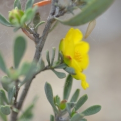 Hibbertia obtusifolia at Wamboin, NSW - 8 Dec 2018 07:10 PM