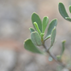 Hibbertia obtusifolia at Wamboin, NSW - 8 Dec 2018