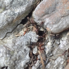 Papyrius nitidus at Wamboin, NSW - suppressed