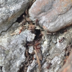 Papyrius nitidus at Wamboin, NSW - suppressed