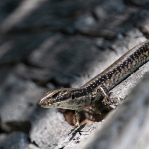 Eulamprus heatwolei at Cotter River, ACT - 20 Feb 2019