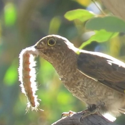 Cacomantis flabelliformis (Fan-tailed Cuckoo) at Carwoola, NSW - 22 Feb 2019 by KumikoCallaway