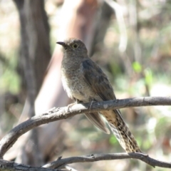 Cacomantis flabelliformis at Carwoola, NSW - 23 Feb 2019