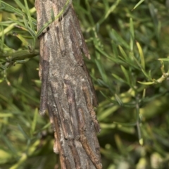 Metura elongatus at Higgins, ACT - 23 Feb 2019