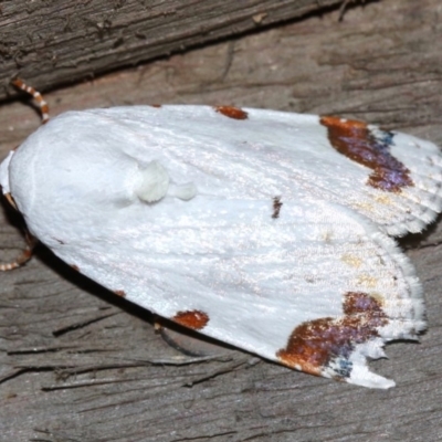 Chasmina pulchra (White Beauty (Acronictinae) at Rosedale, NSW - 15 Feb 2019 by jb2602