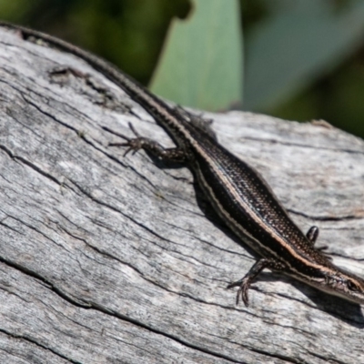 Pseudemoia spenceri (Spencer's Skink) at Cotter River, ACT - 20 Feb 2019 by SWishart