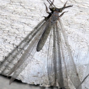 Myrmeleon acer at Rosedale, NSW - 14 Feb 2019 09:49 PM