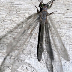 Myrmeleon acer at Rosedale, NSW - 14 Feb 2019 09:49 PM