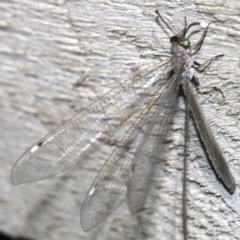 Myrmeleon acer at Rosedale, NSW - 14 Feb 2019 09:49 PM