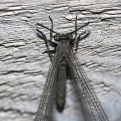 Myrmeleon acer at Rosedale, NSW - 14 Feb 2019 09:49 PM