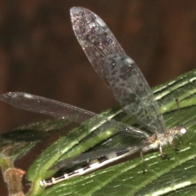 Myrmeleontidae (family) (Unidentified Antlion Lacewing) at Rosedale, NSW - 15 Feb 2019 by jb2602