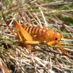 Wirritina brevipes (Raspy cricket) at Bimberi Nature Reserve - 26 Jan 2008 by DPRees125