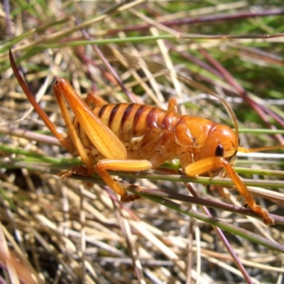 Wirritina brevipes (Raspy cricket) at Bimberi Nature Reserve - 26 Jan 2008 by DPRees125