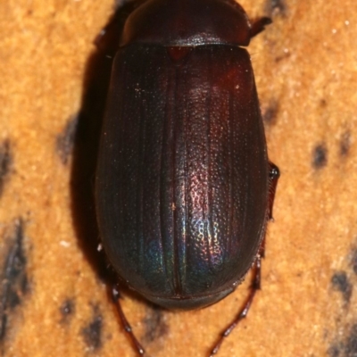SCARABAEIDAE at Rosedale, NSW - 15 Feb 2019 by jb2602