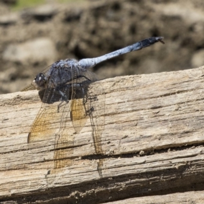 Orthetrum caledonicum (Blue Skimmer) at Forde, ACT - 22 Feb 2019 by AlisonMilton