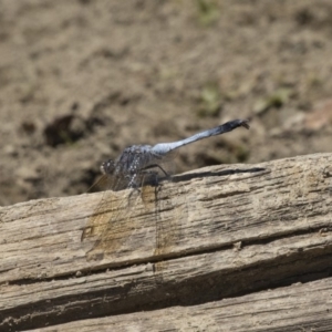 Orthetrum caledonicum at Forde, ACT - 22 Feb 2019