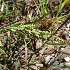 Echinochloa crus-galli (Barnyard Grass) at Reid, ACT - 23 Feb 2019 by JanetRussell