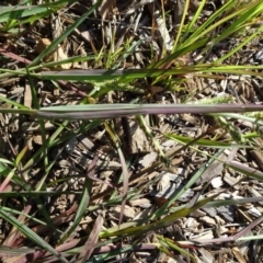 Echinochloa crus-galli at Reid, ACT - 23 Feb 2019