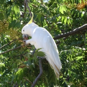 Cacatua galerita at Canberra, ACT - 23 Feb 2019