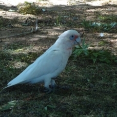 Cacatua tenuirostris X sanguinea (Long-billed X Little Corella (Hybrid)) at Canberra, ACT - 23 Feb 2019 by JanetRussell